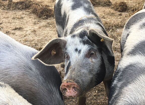Bentheimer Schweine